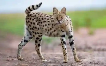 Ras Kucing Liar yang Ahli Berburu: Kucing Serval