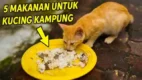 Posjos.com - Makanan Kucing Agar Gemuk Dan Sehat. 5 Makanan Kucing Kampung Supaya Sehat Dan Gemuk. Makanan Untuk Kucing Kampung.