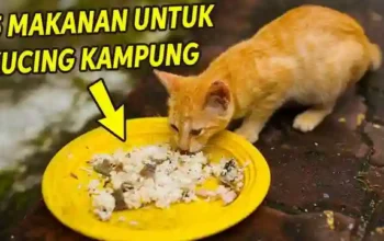 5 Makanan Untuk Kucing Kampung Agar Gemuk Dan Sehat