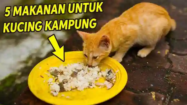 Posjos.com - Makanan Kucing Agar Gemuk Dan Sehat. 5 Makanan Kucing Kampung Supaya Sehat Dan Gemuk. Makanan Untuk Kucing Kampung.