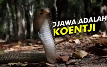 Ular Kobra Jawa yang Di Juluki Sang Penyembur Dari Jawa: Naja Sputatrix