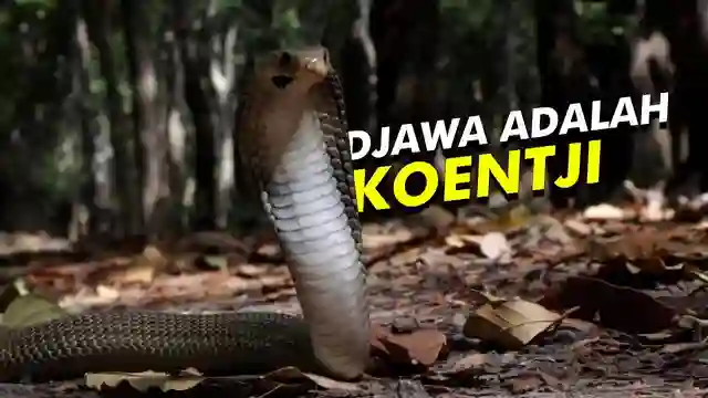 Posjos.com - Ular Jawa: Ular Kobra Jawa Naja Sputatrix. Ular Kobra Dari Jawa. Ular Kobra Asli Jawa. Ular Kobra Jawa Asli