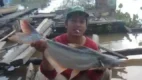 Posjos.com - Budidaya Ikan Patin Kolam Terpal. Cara Ternak Ikan Patin Di Kolam Terpal. Cara Mudah Budidaya Ikan Patin