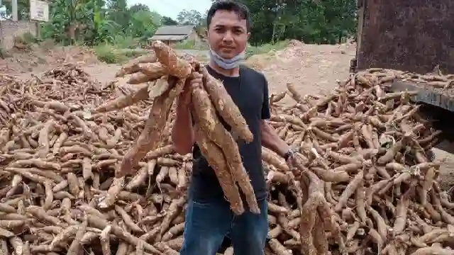 Posjos.com - Cara Menanam Singkong. Cara Agar Singkong Berbuah Banyak. Cara Tanam Singkong Agar Berbuah Besar