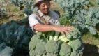 Posjos.com - Cara Mudah Menanam Brokoli Di Polybag. Cara Tanam Brokoli. Penanaman Brokoli Di Dalam Polybag. Cara Mudah Menanam Brokoli