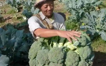 Cara Menanam Brokoli Di Polybag