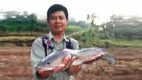 Posjos.com - Ikan Gabus Di Kolam Terpal. Cara Ternak Ikan Gabus. Cara Budidaya Ikan Gabus Di Kolam Terpal. Ternak Ikan Di Kolam Terpal