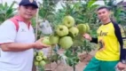 Posjos.com - Jambu Kristal Dalam Pot Cepat Berbuah. Cara Menanam Jambu Kristal. Cara Tanam Jambu Kristal Dalam Pot Agar Cepat Berbuah.