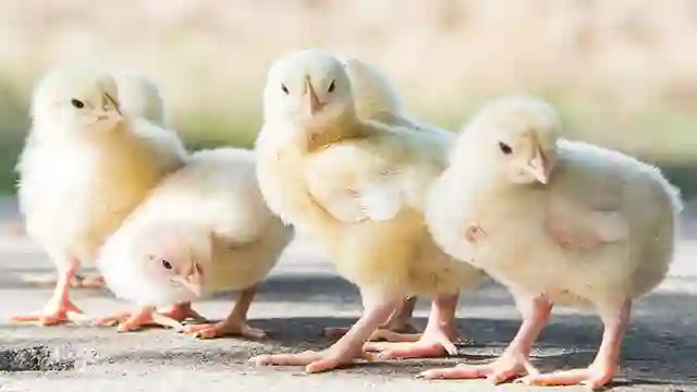 Posjos.com - Ternak Ayam Merawat Doc Anak Ayam. Cara Merawat Anak Ayam. Cara Merawat Anak Ayam Baru Menetas. Cara Ternak Ayam