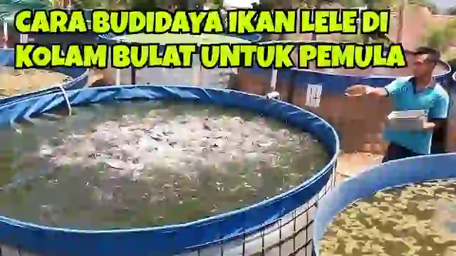 Posjos.com - Inilah Cara Budidaya Ikan Lele Di Kolam Bulat. Ketahui Cara Ternak Ikan Lele Bagaimana Cara Budidaya Ikan Lele Di Kolam Bulat