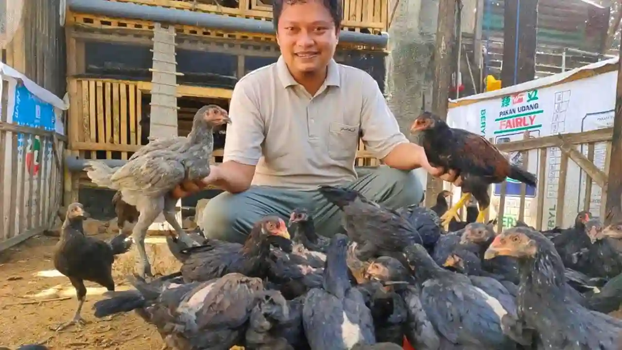 Posjos.com — Ternak ayam kampung. Cara ternak ayam 60 hari panen. Inilah cara sukses ternak ayam kampung 60 hari panen