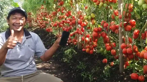 Cara Menanam Tomat Dalam Polibag Agar Berbuah Lebat