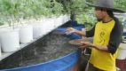 Posjos.com — Membuat Aquaponik Budidaya Lele Dan Kangkung. Cara Membuat Aquaponik Budidaya Lele Dan Kangkung